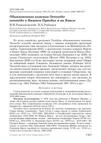 Обыкновенная каменка Oenanthe oenanthe в Нижнем Приобье и на Ямале