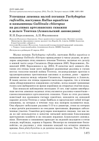 Успешная зимовка малой поганки Tachybaptus ruficollis, пастушка Rallus aquaticus и камышницы Gallinula chloropus на разливах артезианских скважин в дельте Тентека (Алакольский заповедник)