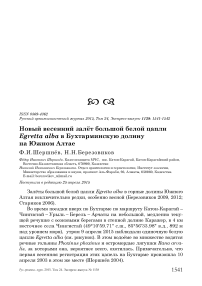 Новый весенний залёт большой белой цапли Egretta alba в Бухтарминскую долину на Южном Алтае