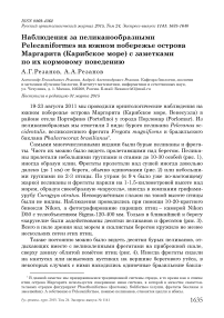 Наблюдения за пеликанообразными Pelecaniformes на южном побережье острова Маргарита (Карибское море) с заметками по их кормовому поведению