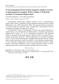 О гнездовании белоглазой чернети Aythya nyroca и красноносого нырка Netta rufina в Чуйской долине (Северная Киргизия)