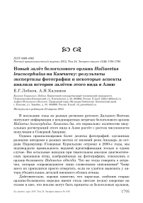 Новый залёт белоголового орлана Haliaeetus leucocephalus на Камчатку: результаты экспертизы фотографии и некоторые аспекты анализа истории залётов этого вида в Азию