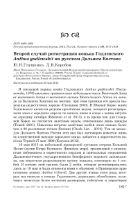 Второй случай регистрации конька Годлевского Anthus godlewskii на русском Дальнем Востоке