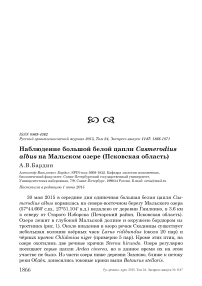 Наблюдение большой белой цапли Casmerodius albus на Мальском озере (Псковская область)