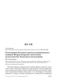 Регистрации большого крохаля американского подвида Mergus merganser americanus на юго-востоке Чукотского полуострова