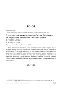 О случае хищничества грача Corvus frugilegus на городских ласточках Delichon urbica в городе Сумы