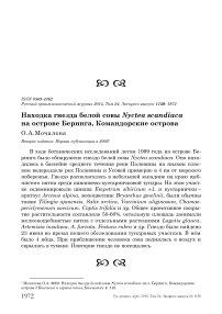 Находка гнезда белой совы Nyctea scandiaca на острове Беринга, Командорские острова