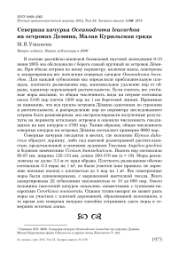 Северная качурка Oceanodroma leucorhoa на островах Демина, Малая Курильская гряда