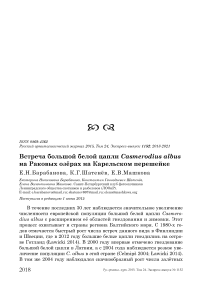 Встреча большой белой цапли Casmerodius albus на Раковых озёрах на Карельском перешейке