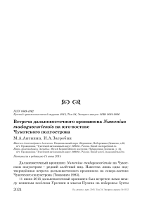 Встреча дальневосточного кроншнепа Numenius madagascariensis на юго-востоке Чукотского полуострова