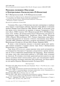 Находка сплюшки Otus scops в Центральных Кызылкумах (Узбекистан)