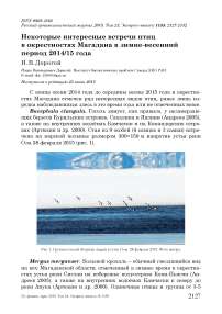 Некоторые интересные встречи птиц в окрестностях Магадана в зимне-весенний период 2014/15 года