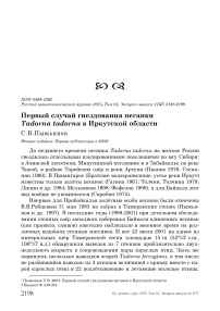 Первый случай гнездования пеганки Tadorna tadorna в Иркутской области