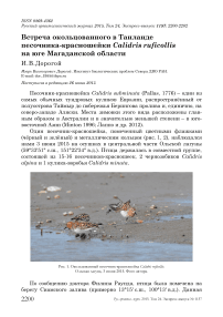 Встреча окольцованного в Таиланде песочника-красношейки Calidris ruficollis на юге Магаданской области