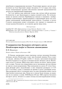 О хищничестве большого пёстрого дятла Dendrocopos major в Окском заповеднике