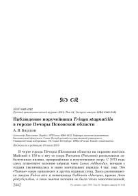 Наблюдение поручейника Tringa stagnatilis в городе Печоры Псковской области