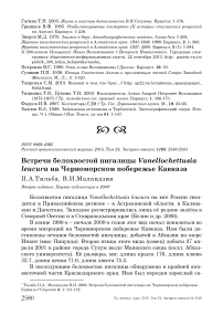 Встречи белохвостой пигалицы Vanellochettusia leucura на Черноморском побережье Кавказа