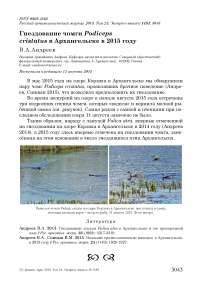 Гнездование чомги  Podiceps cristatus в Архангельске в 2015 году