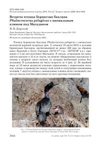 Встреча птенца берингова баклана  Phalacrocorax pelagicus с аномальным клювом под Магаданом