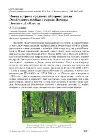 Новая встреча среднего пёстрого дятла  Dendrocopos medius в городе Печоры Псковской области