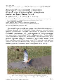 Азиатский бекасовидный веретенник Limnodromus semipalmatus - новый вид авифауны Республики Алтай