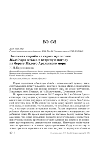 Наземная кормёжка серых мухоловок Muscicapa striata в ветреную погоду на берегу Малого Аральского моря