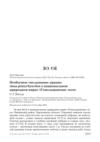 Необычное гнездование кряквы Anas platyrhynchos в национальном природном парке «Гомольшанские леса»