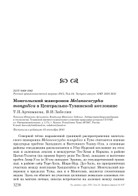 Монгольский жаворонок Melanocorypha mongolica в Центрально-Тувинской котловине