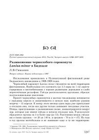 Размножение чернолобого сорокопута Lanius minor в Бадхызе