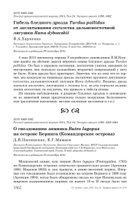 О гнездовании зимняка Buteo lagopus на острове Беринга (Командорские острова)