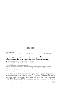 Нахождение среднего кроншнепа Numenius phaeopus в Семипалатинском Прииртышье