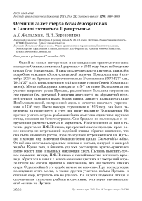 Осенний залёт стерха Grus leucogeranus в Семипалатинское Прииртышье