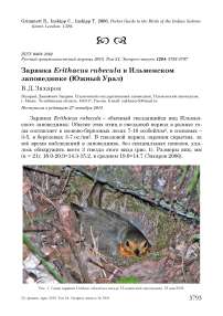 Зарянка Erithacus rubecula в Ильменском заповеднике (Южный Урал)