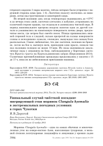 Уникальный случай «жёсткой посадки» мигрирующей стаи морянок Clangula hyemalis в экстремальных погодных условиях в горах Чукотки