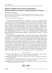 Новая ноябрьская встреча фламинго Phoenicopterus roseus в Акмолинской области