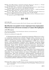 Необычно поздний отлов горихвостки-чернушки Phoenicurus ochruros осенью в Санкт-Петербурге