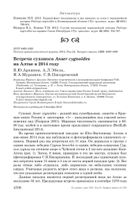 Встречи сухоноса Anser cygnoides на Алтае в 2014 году