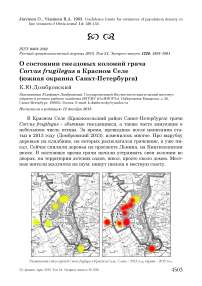 О состоянии гнездовых колоний грача Corvus frugilegus в Красном Селе (южная окраина Санкт-Петербурга)