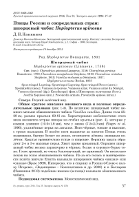 Птицы России и сопредельных стран: шпорцевый чибис Hoplopterus spinosus