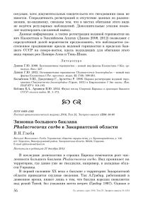 Зимовка большого баклана Phalacrocorax carbo в Закарпатской области