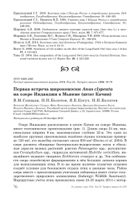 Первая встреча широконоски Anas clypeata на озере Индавджи в Мьянме (штат Качин)