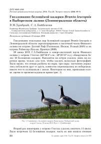 Гнездование белощёкой казарки Branta leucopsis в Выборгском заливе (Ленинградская область)