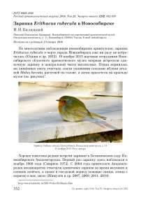 Зарянка Erithacus rubecula в Новосибирске