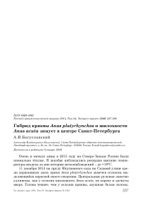 Гибрид кряквы Anas platyrhynchos и шилохвости Anas acuta зимует в центре Санкт-Петербурга