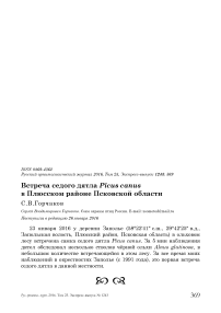 Встреча седого дятла Picus canus в Плюсском районе Псковской области