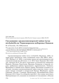 Гнездование средиземноморской чайки Larus michahellis на Черноморском побережье Кавказа