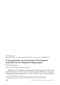 О гнездовании малой поганки Tachybaptus ruficollis на юге Верхнего Приамурья