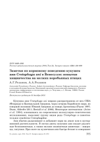 Заметки по кормовому поведению кукушек ани Crotophaga ani в Венесуэле: попытки хищничества на мелких воробьиных птицах