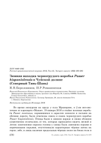 Зимняя находка черногрудого воробья Passer hispaniolensis в Чуйской долине (Северный Тянь-Шань)