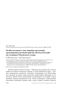 Особь-меланист как маркёр гнездовой группировки речной крачки Sterna hirundo на островах Онежского озера